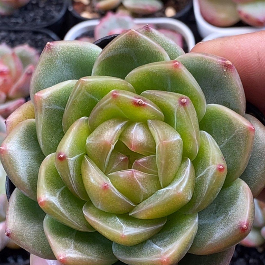 ꒰***꒱天官赐福百无禁忌