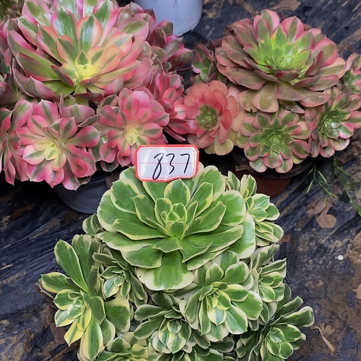 叶***子迈巴赫七彩石雨三棵837号