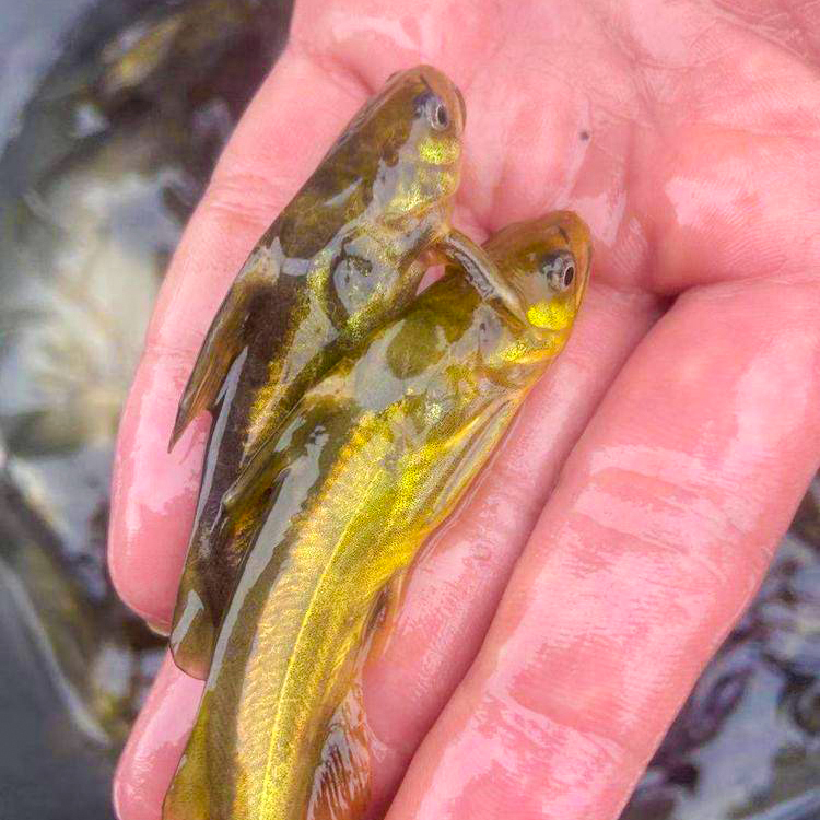 【活体】黄骨鱼 黄辣丁 黄鸭叫 昂刺鱼   3-7公分 淡水