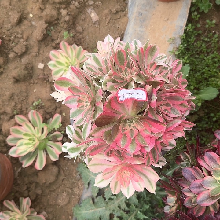 多肉植物女巫108号无售后