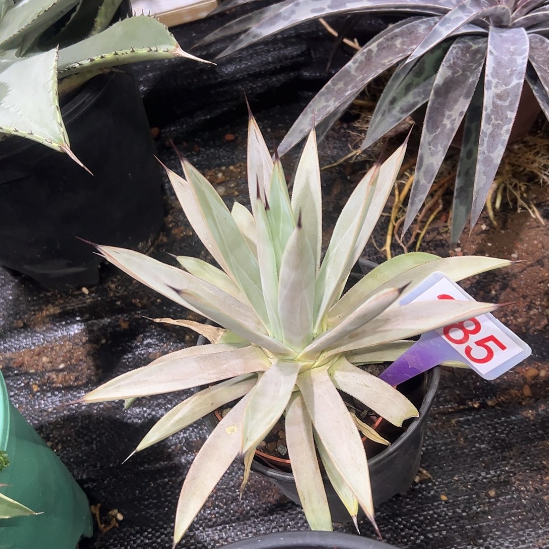 冥王龙舌兰系列龙舌兰