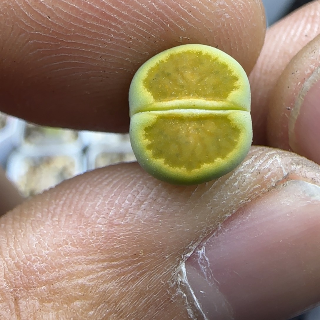 767 生石花大棚直播