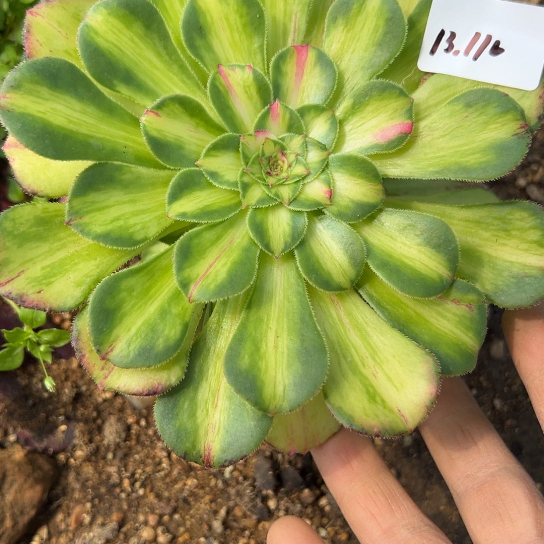 110知否多头多肉多肉