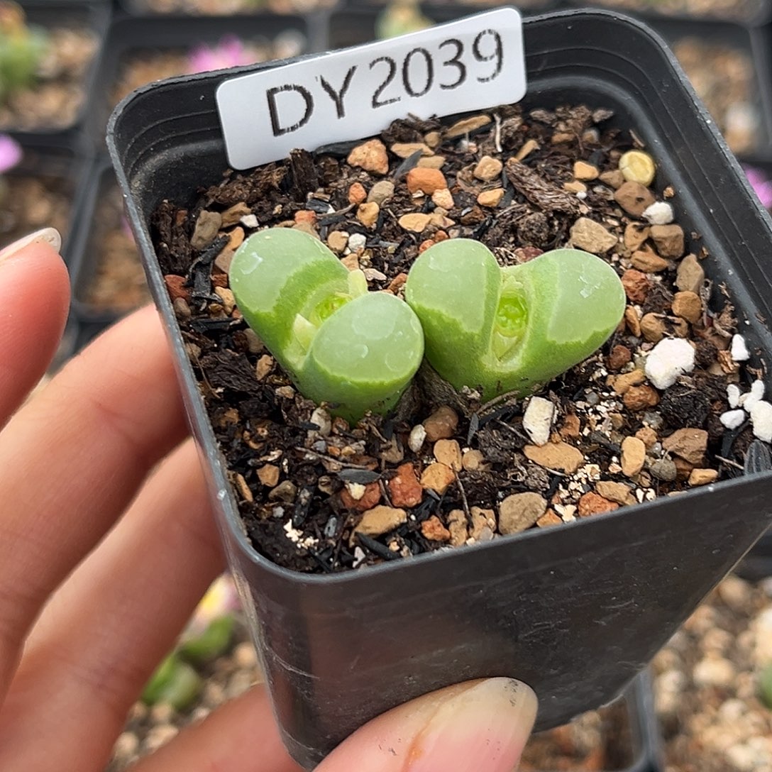 一物一拍风铃2039极窗