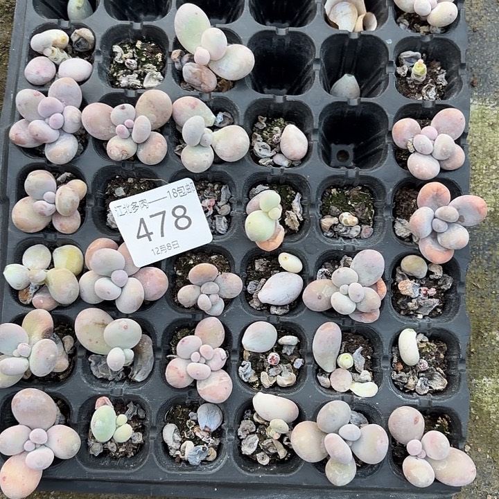 草***熊478 号到手1框一物一拍