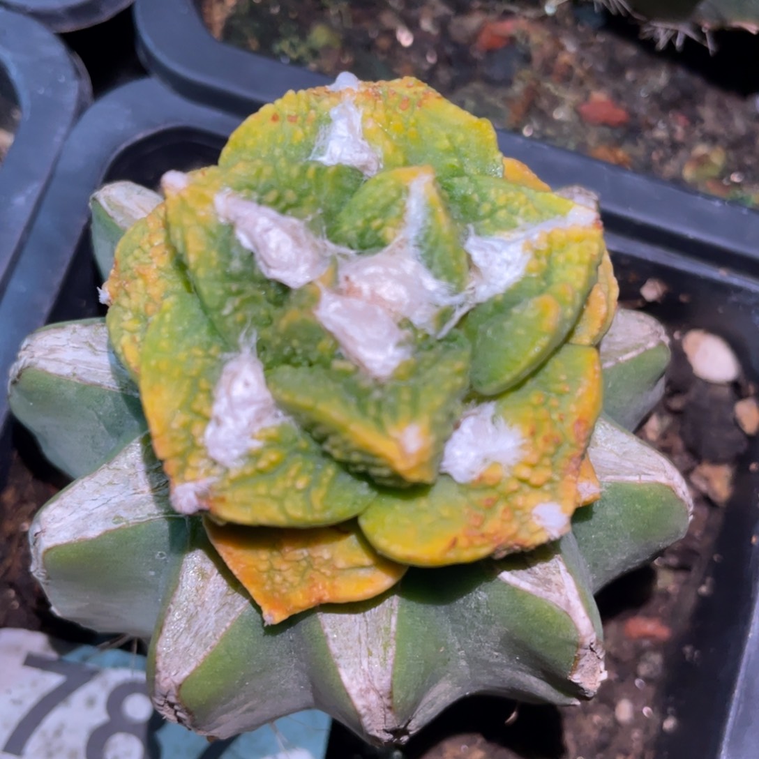 全部花朵仙人球开花 787 仙人球