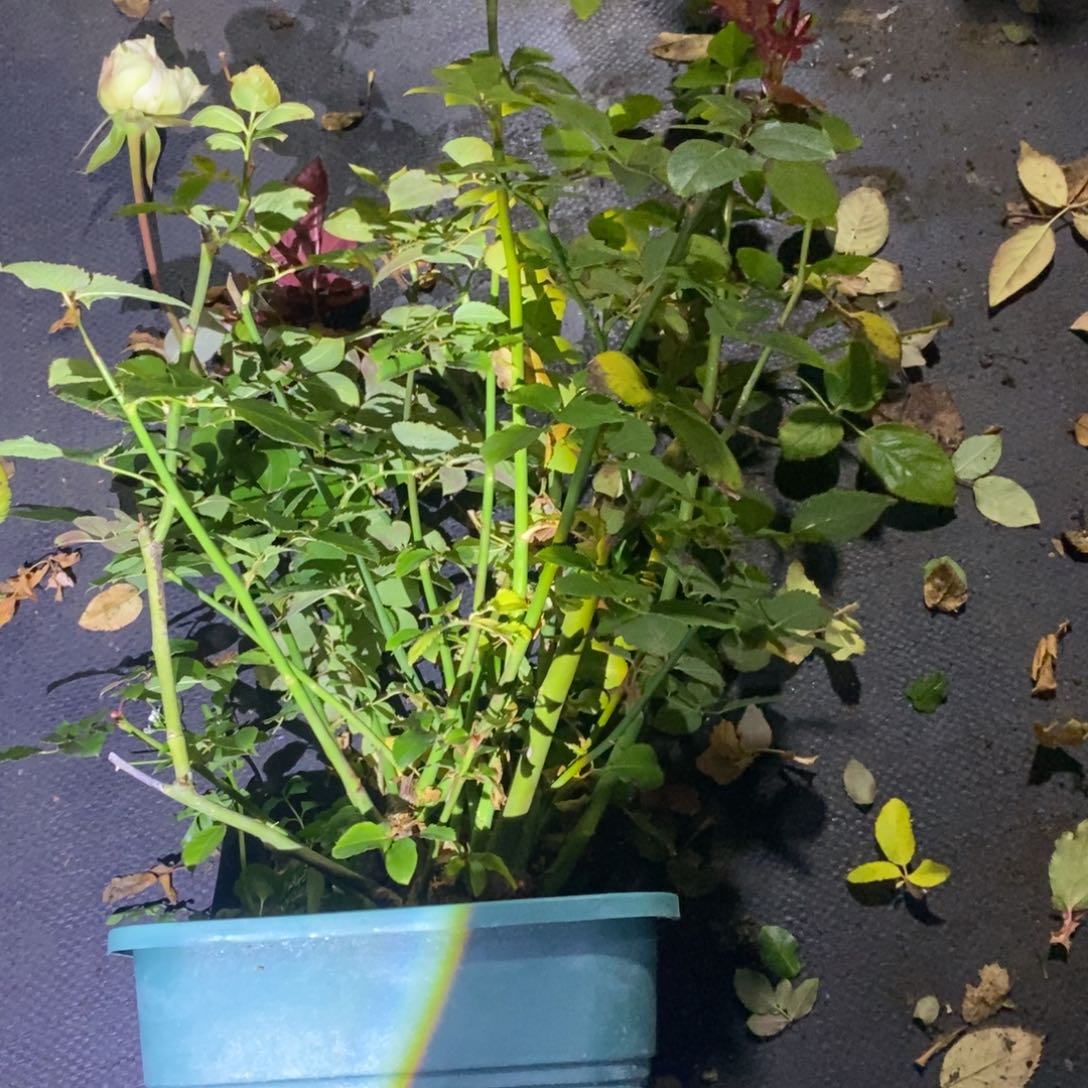 无花朵白雾红尘玫瑰土球发货