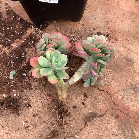 沐***籽天鹅绒缀化811  需延迟发货退款拉黑