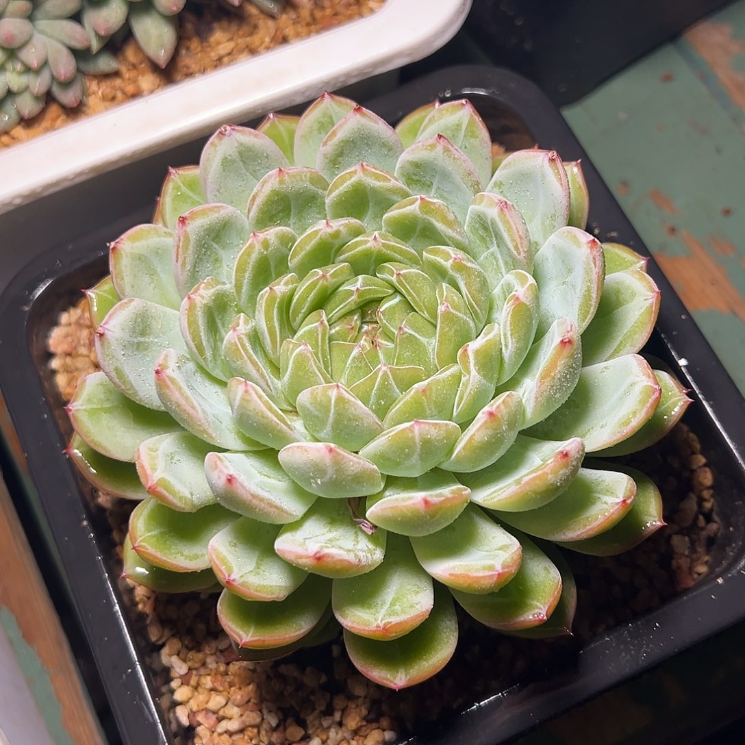 8-04-44精控雪花珍妮