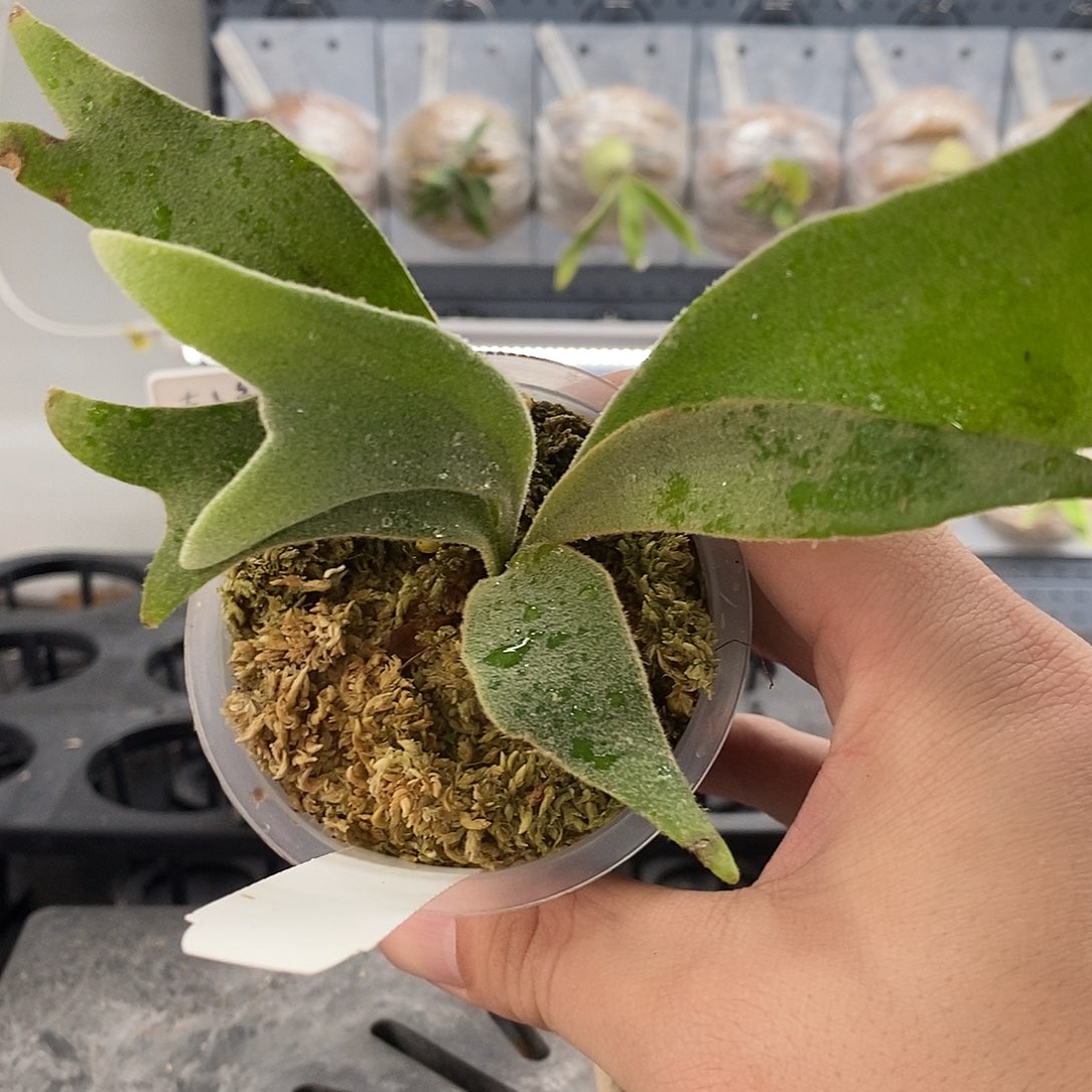 无花朵侏儒塔苏塔鹿角蕨