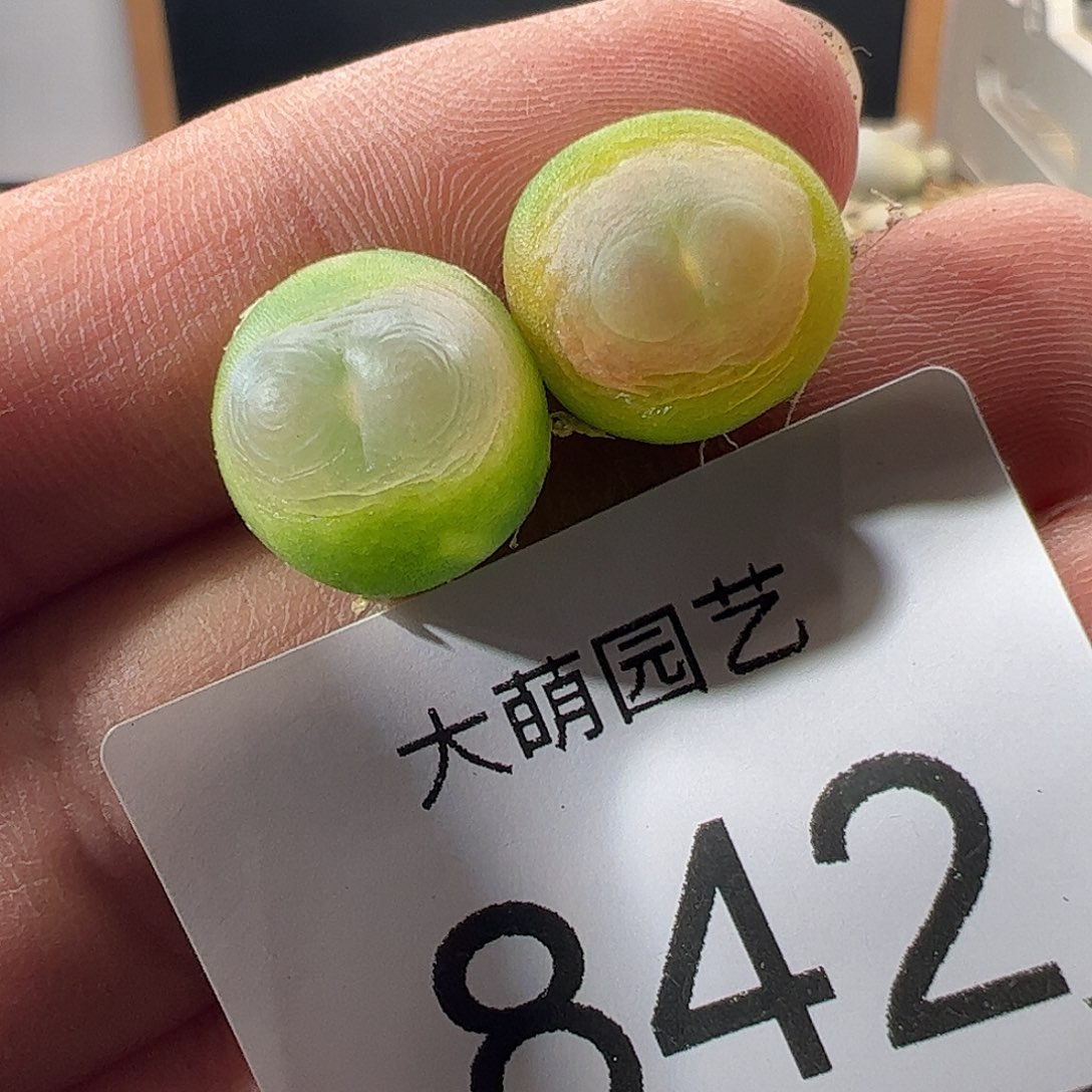 一物一拍。         842