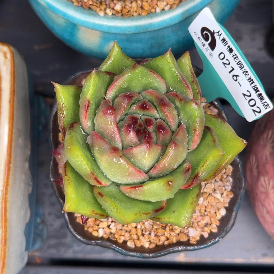 多肉一物一拍0216-202