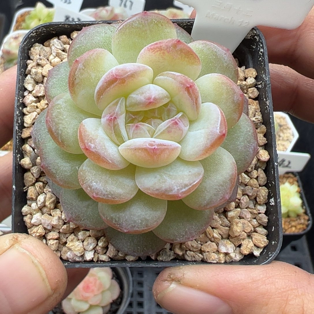 330号清浅风花雪月