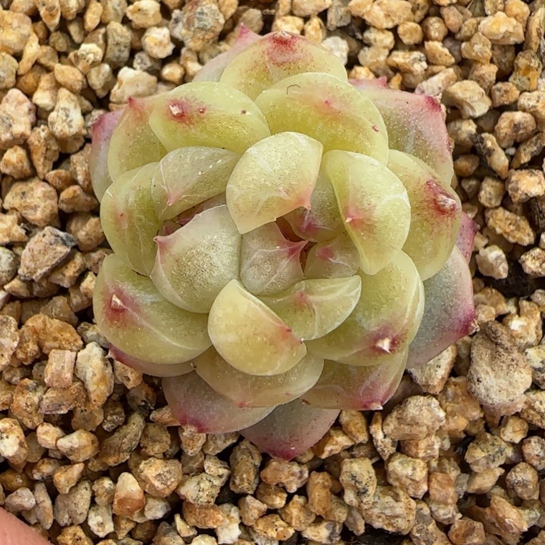 一物一拍无尽灯11094