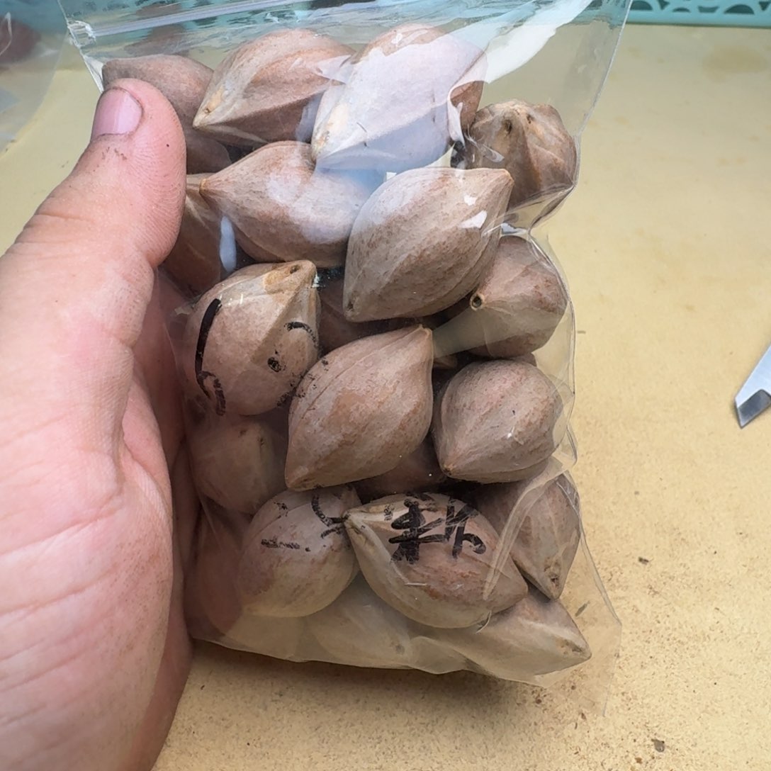 如***原橄榄核手串/手链1