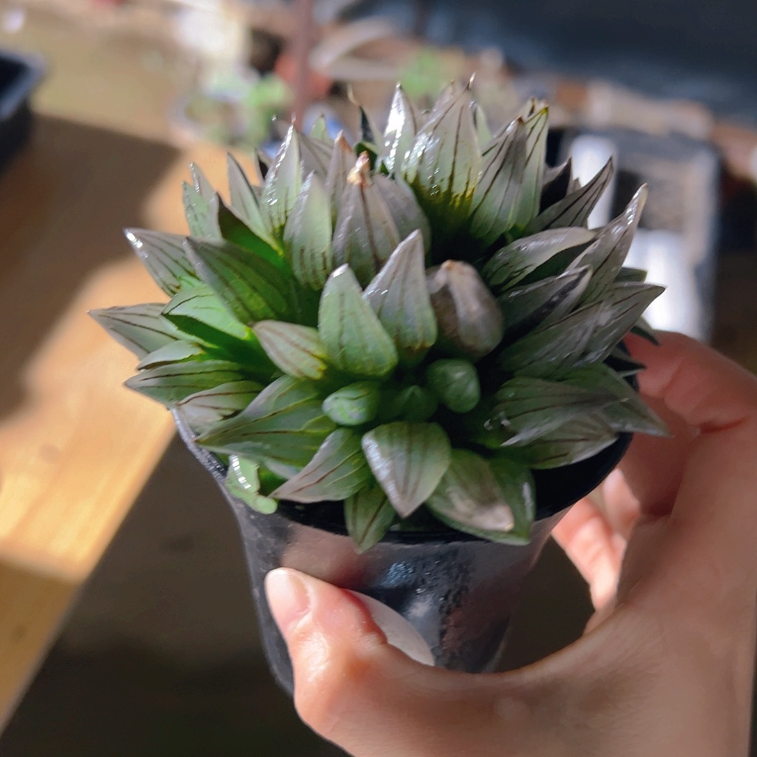 万象盆西瓜寿5193