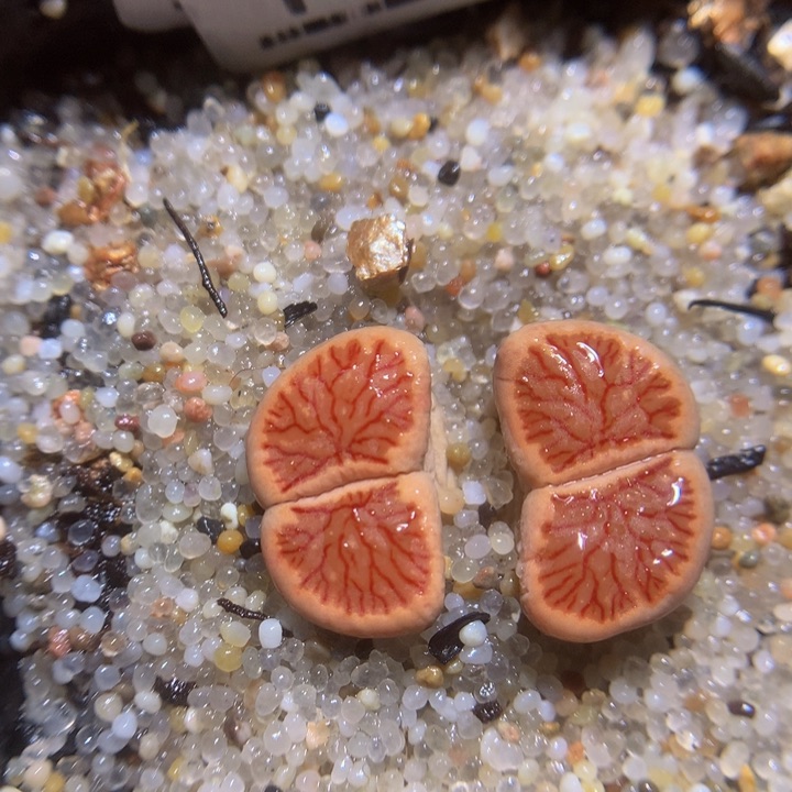 精品生石花123.166