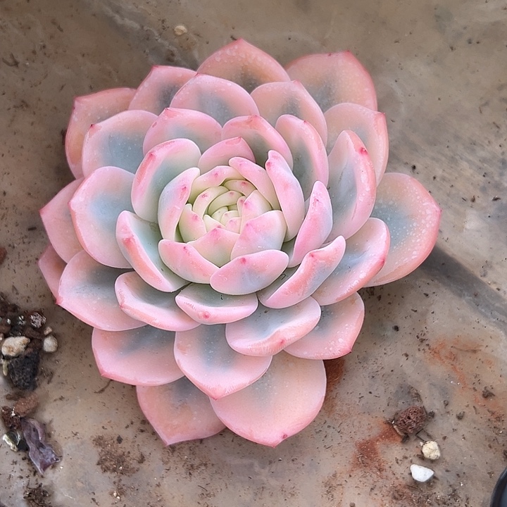 粉体橙梦露宽锦头盖无根