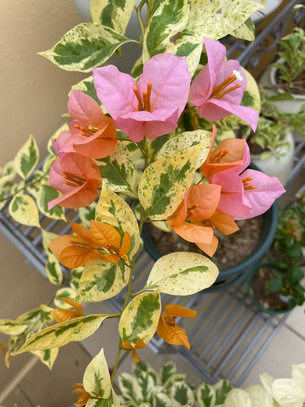 【沙斑女郎】带花【包售后一个月】【包对版】三角梅开花