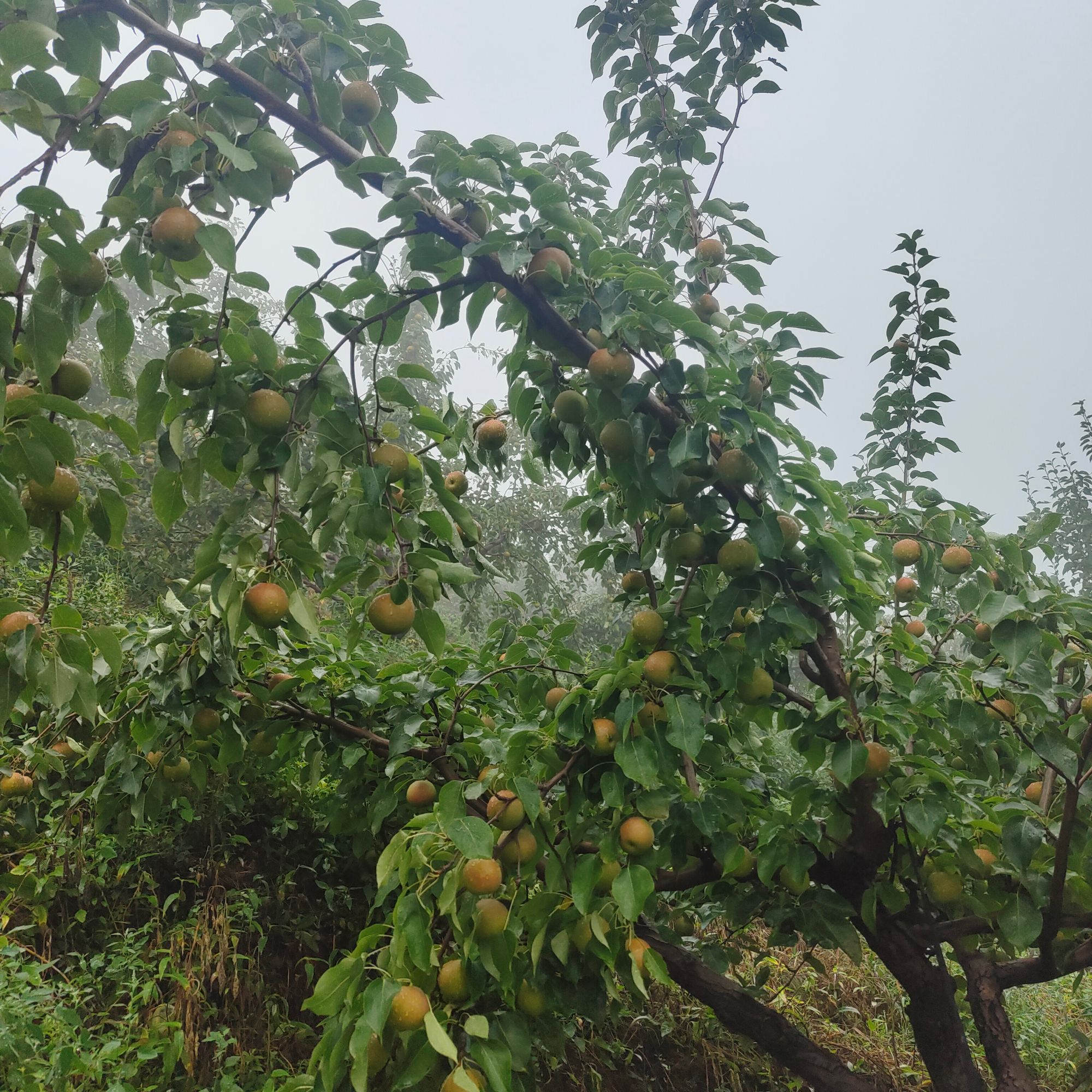 中秋送礼鞍山特产南国梨，酸甜多汁，口感鲜美