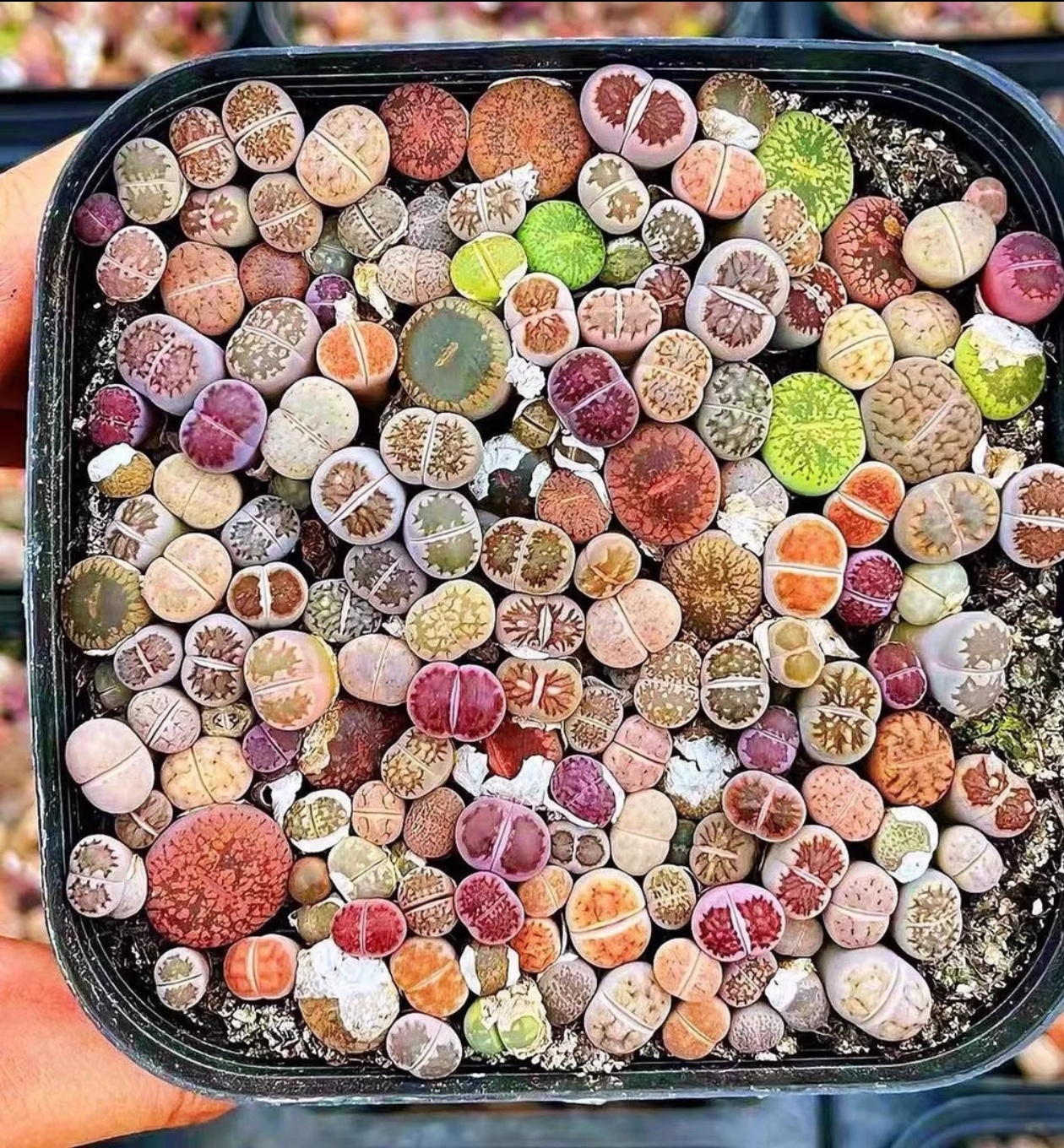 生石花多肉植物盆栽