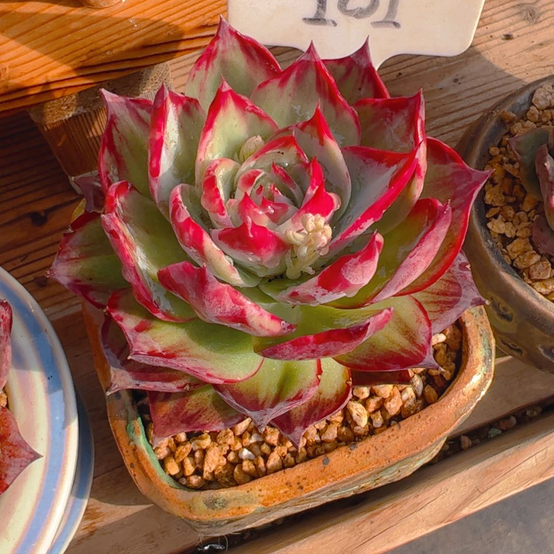 至**刻惊鸿仙子一物一拍101号