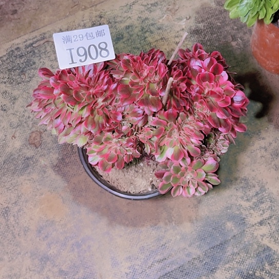 1908粉女巫坠多肉植物