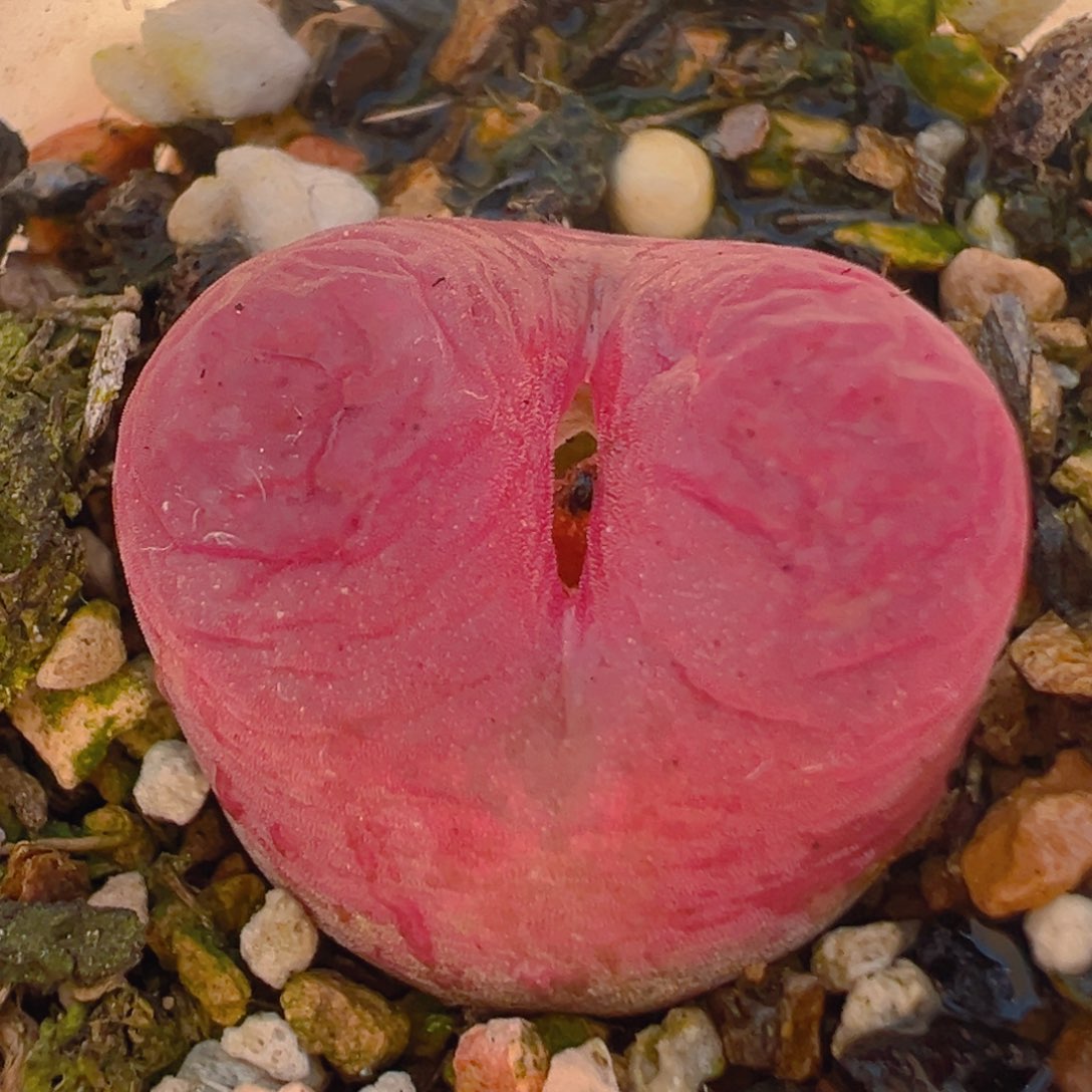 21多肉植物百科名片