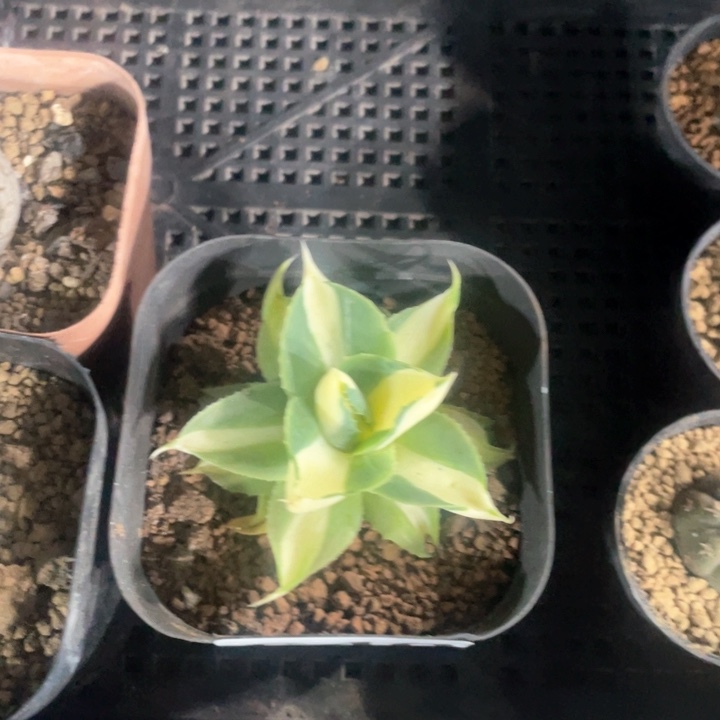 640黄中斑龙舌兰