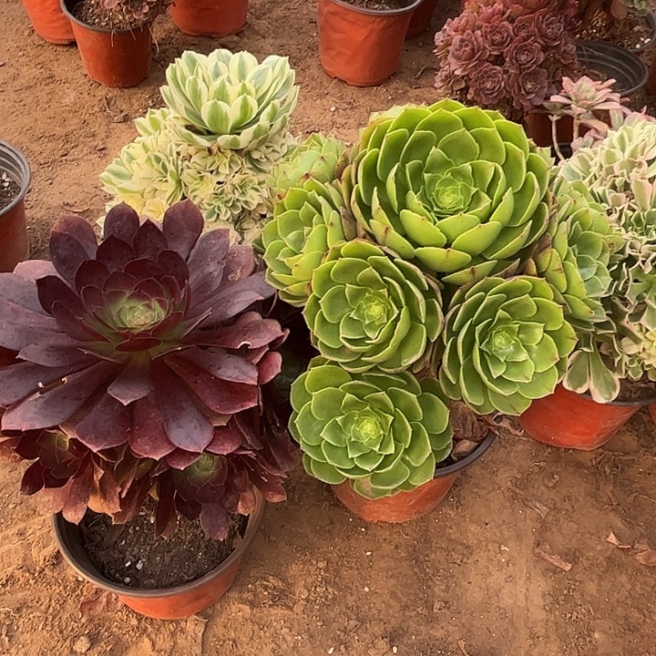 510多肉植物瑕疵特价，