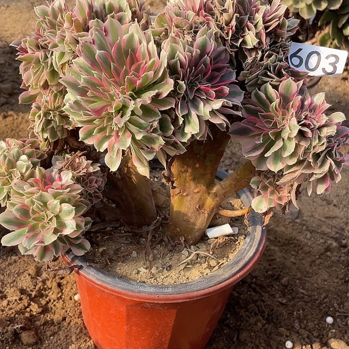 603女巫追多肉植物