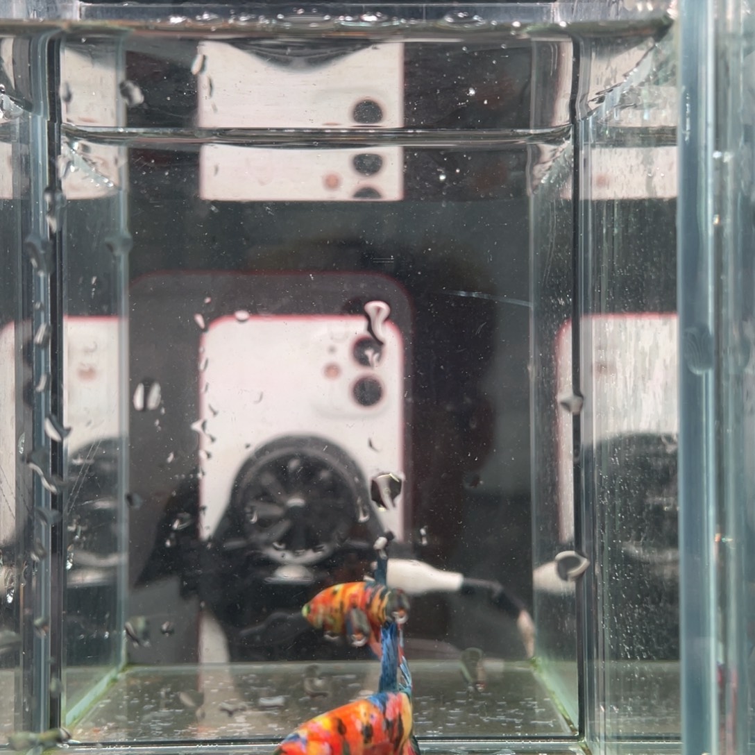 斗鱼印尼精品斗鱼82