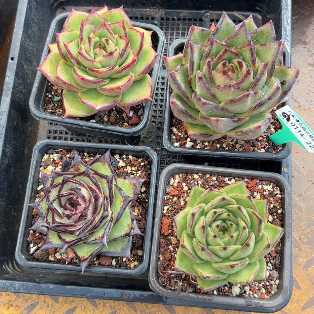 多肉编号0114-227