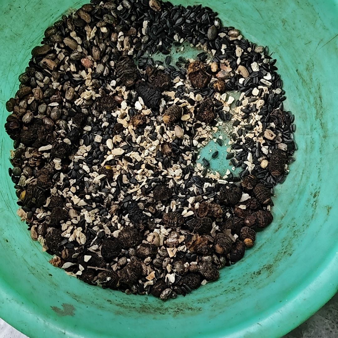 完全开放君子兰颗粒