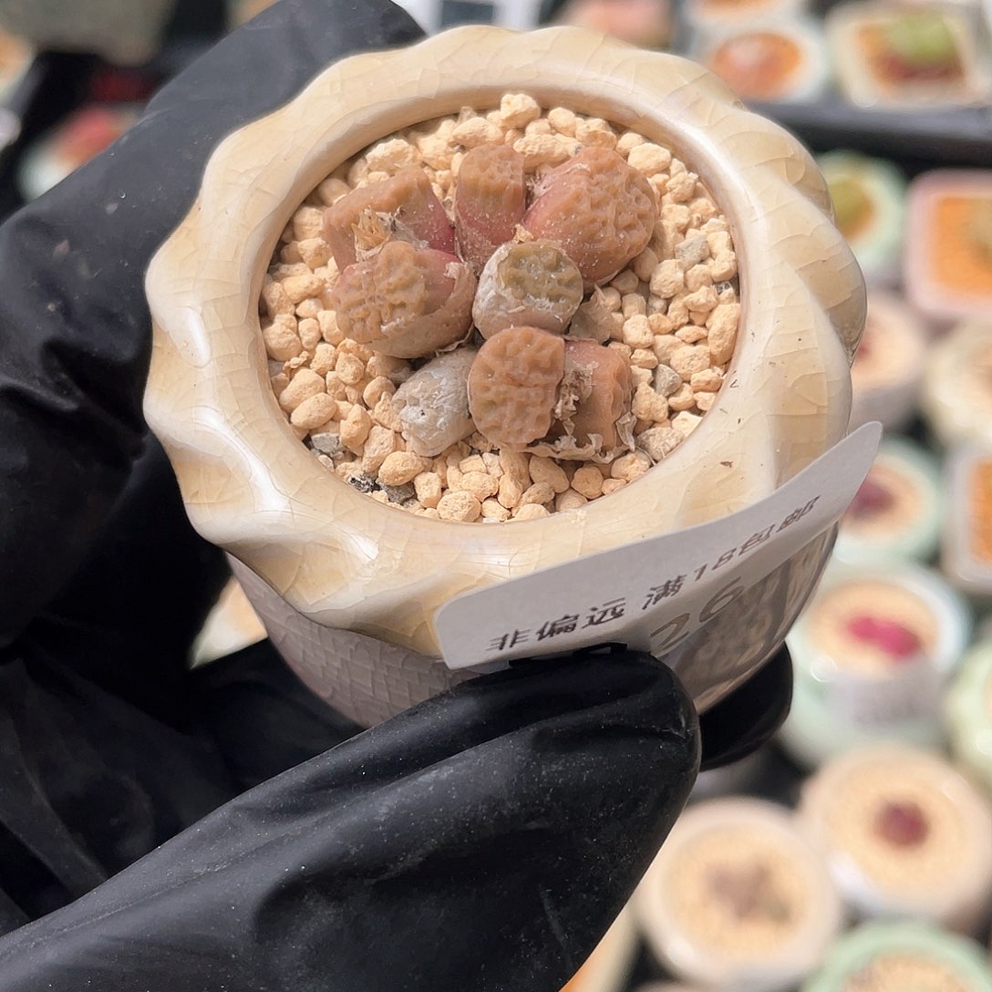 2426--一物一拍 带盆