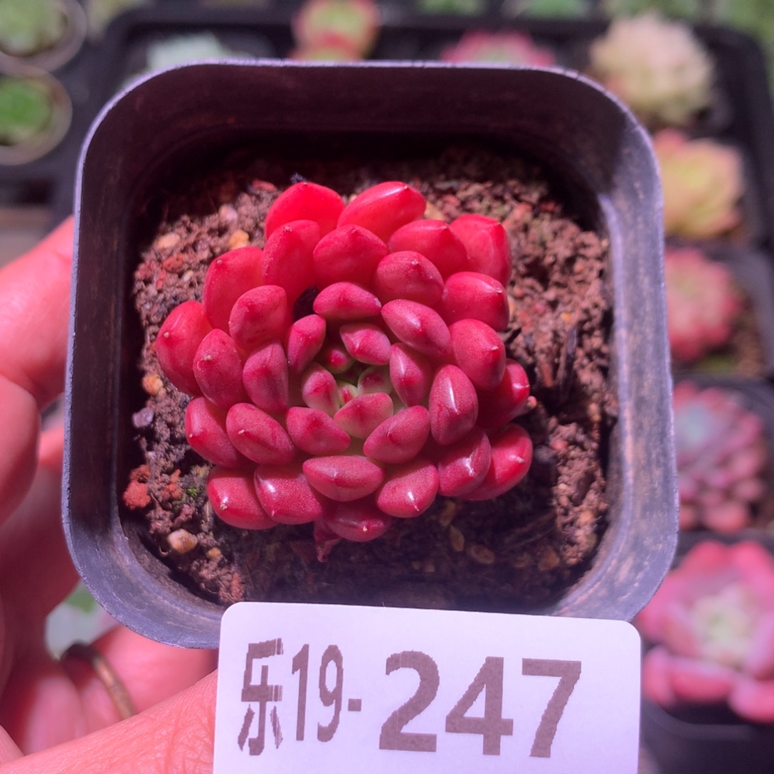 乐然19-247 红宝石 