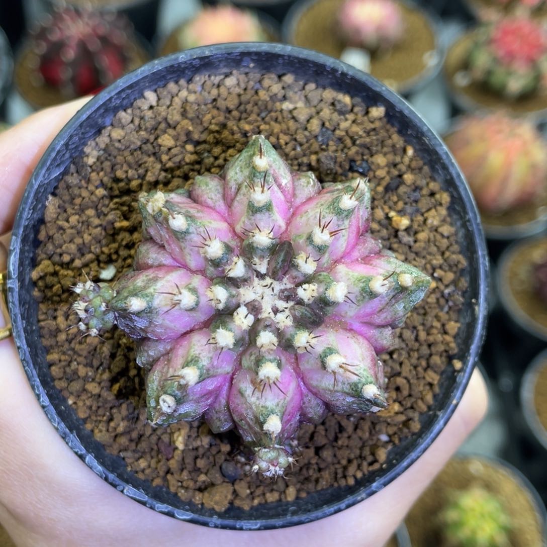 米哈星球00000000088