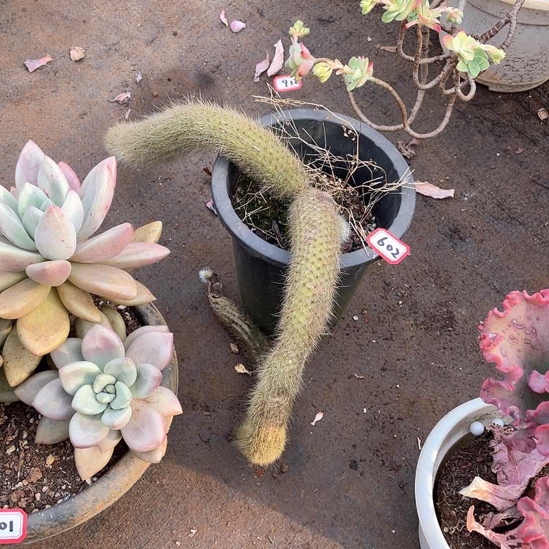 602九尾狐 一物一拍多肉