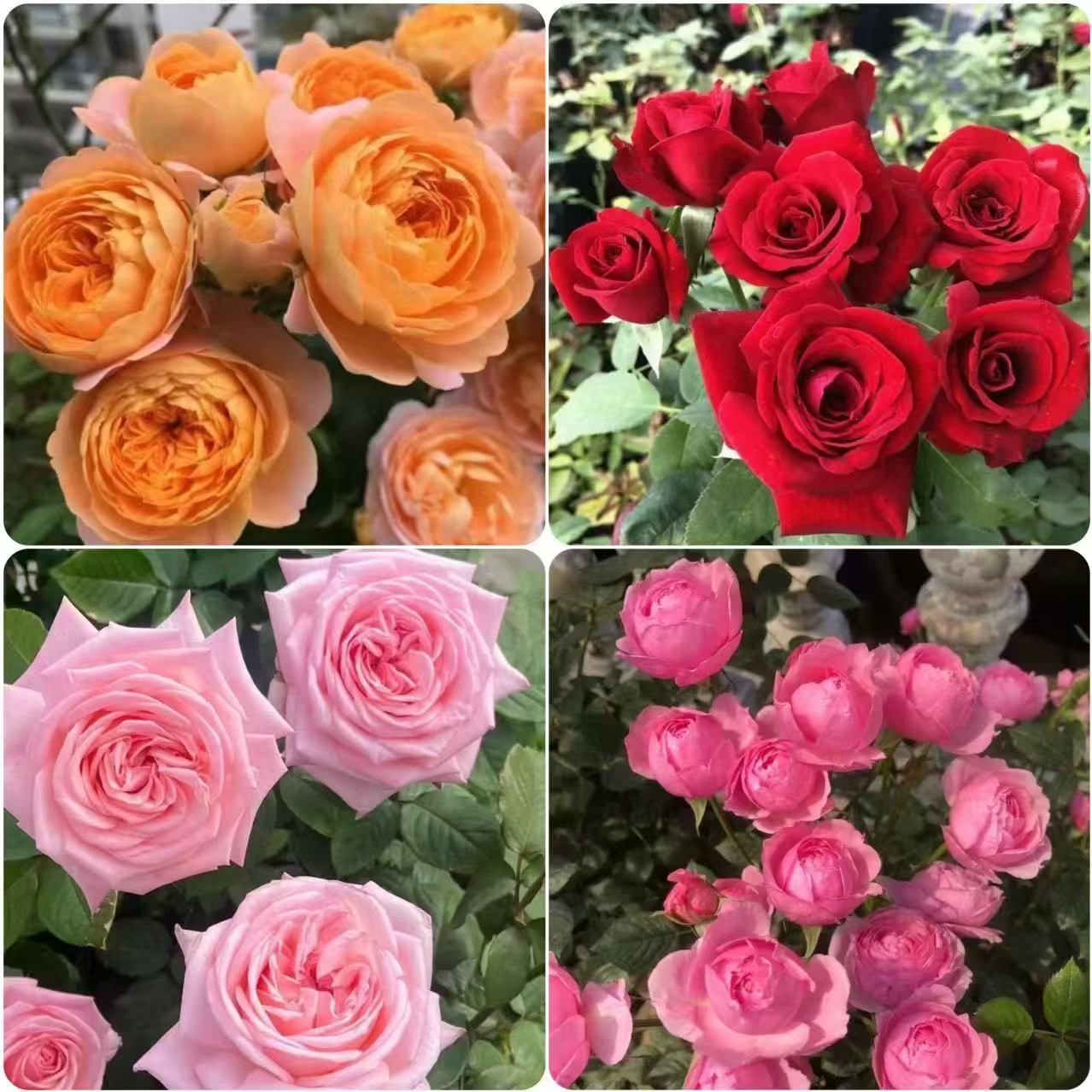 新手易养多季节开花180盆栽月季适合阳台庭院种植