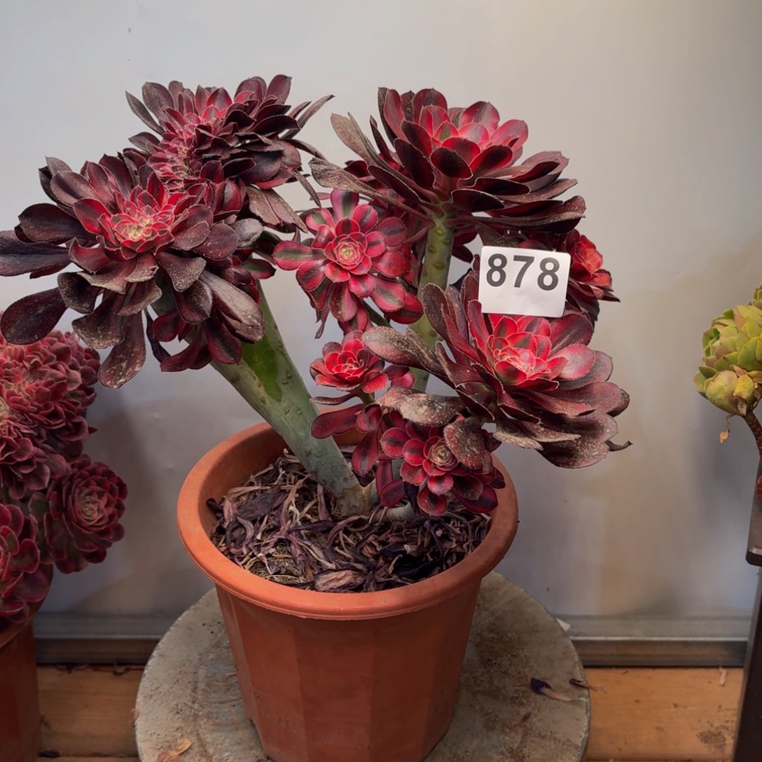 多肉植物香奈儿缀878