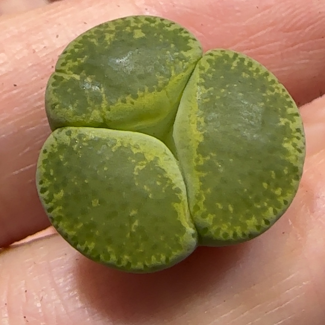 8.10。    绿奔。   9013