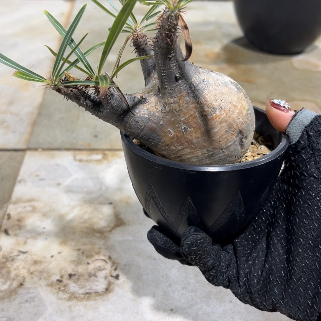 象牙宫wwwwwwwwwww