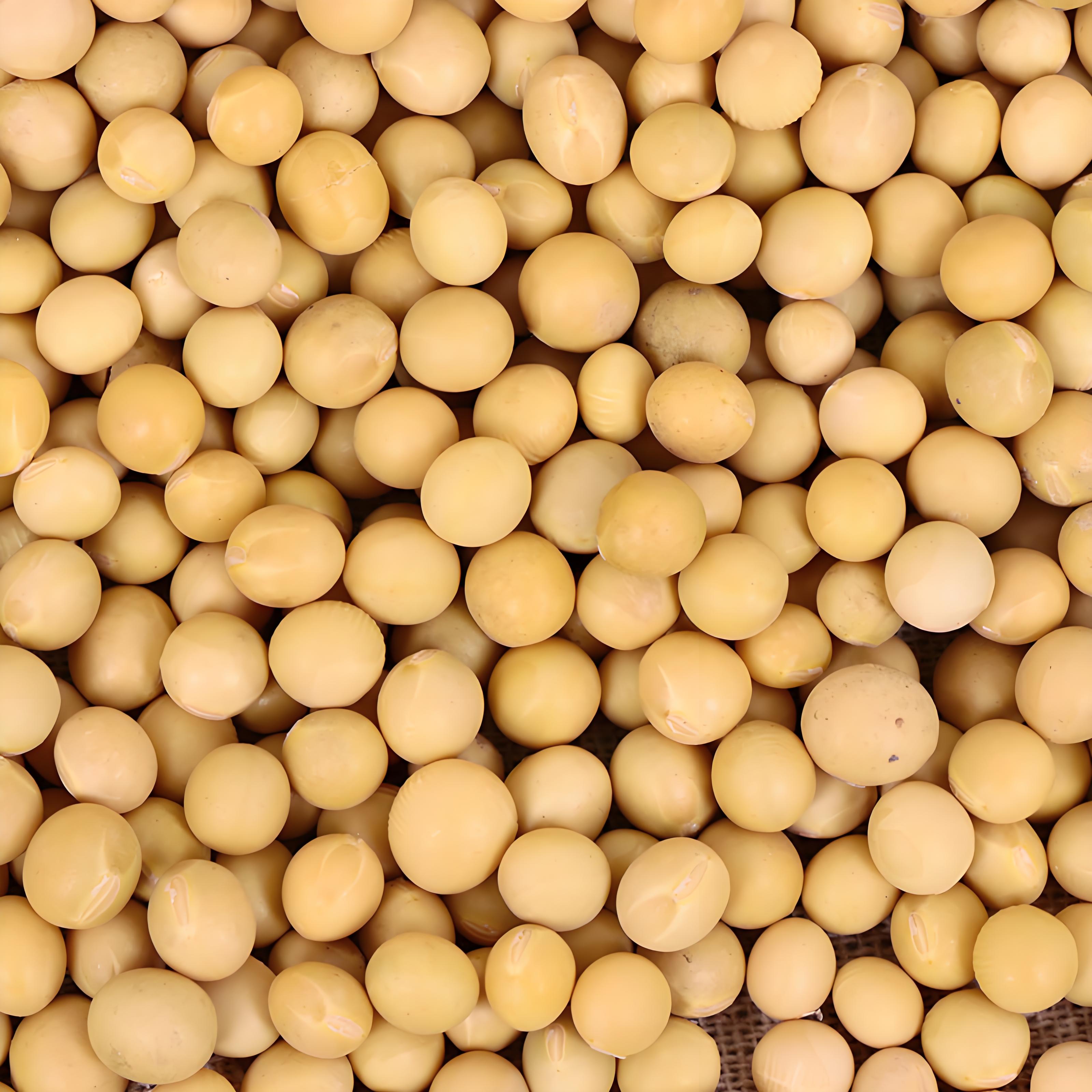 【十近十近屯】豆香浓郁生豆芽 打豆浆拍一单到手一袋独立包装