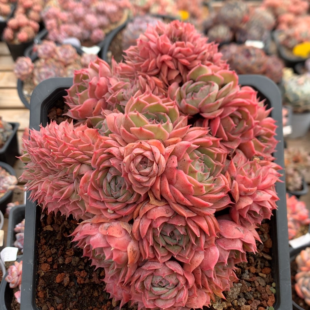 18厘米20头昂斯诺缀 13