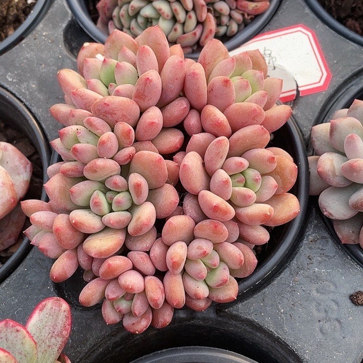 蜜桃奶32一盆88888888