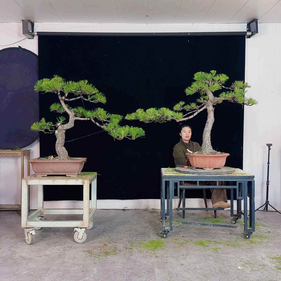 墨***妙无花朵盆景直播间