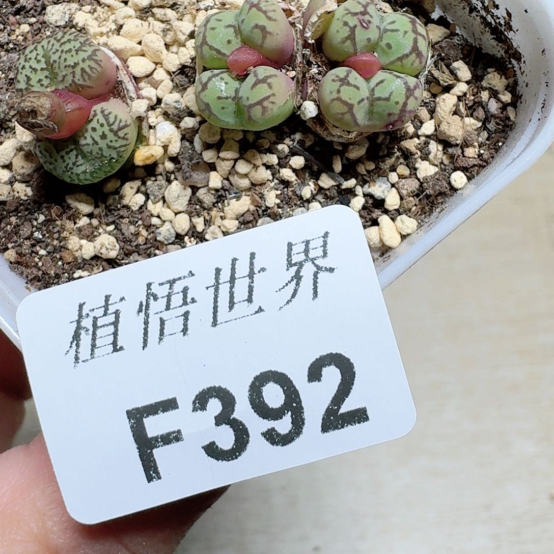 392盒多肉植物哇cv