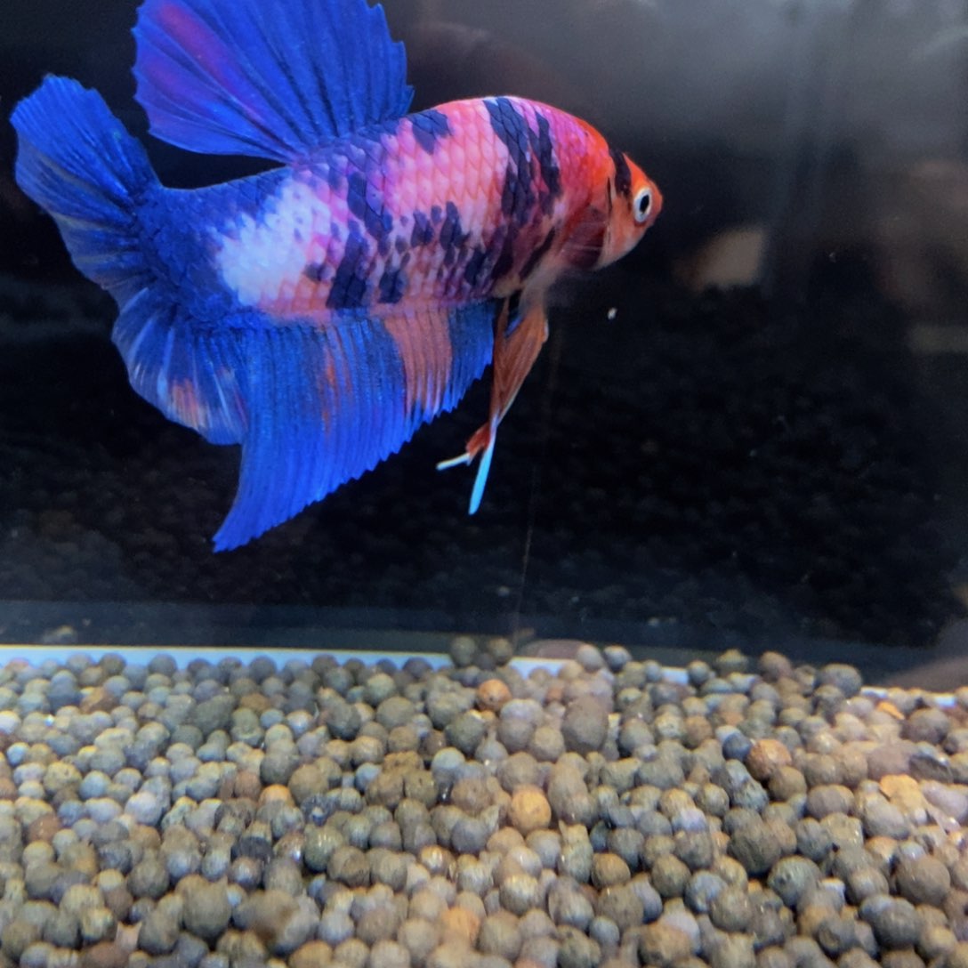 热带鱼公529巨斗