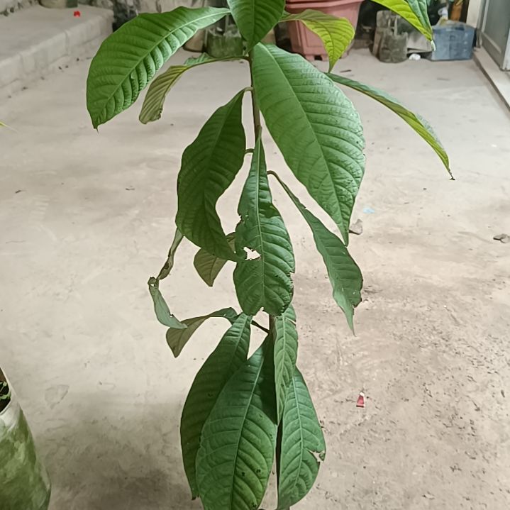 妈咪果一物一拍原盆原土发货