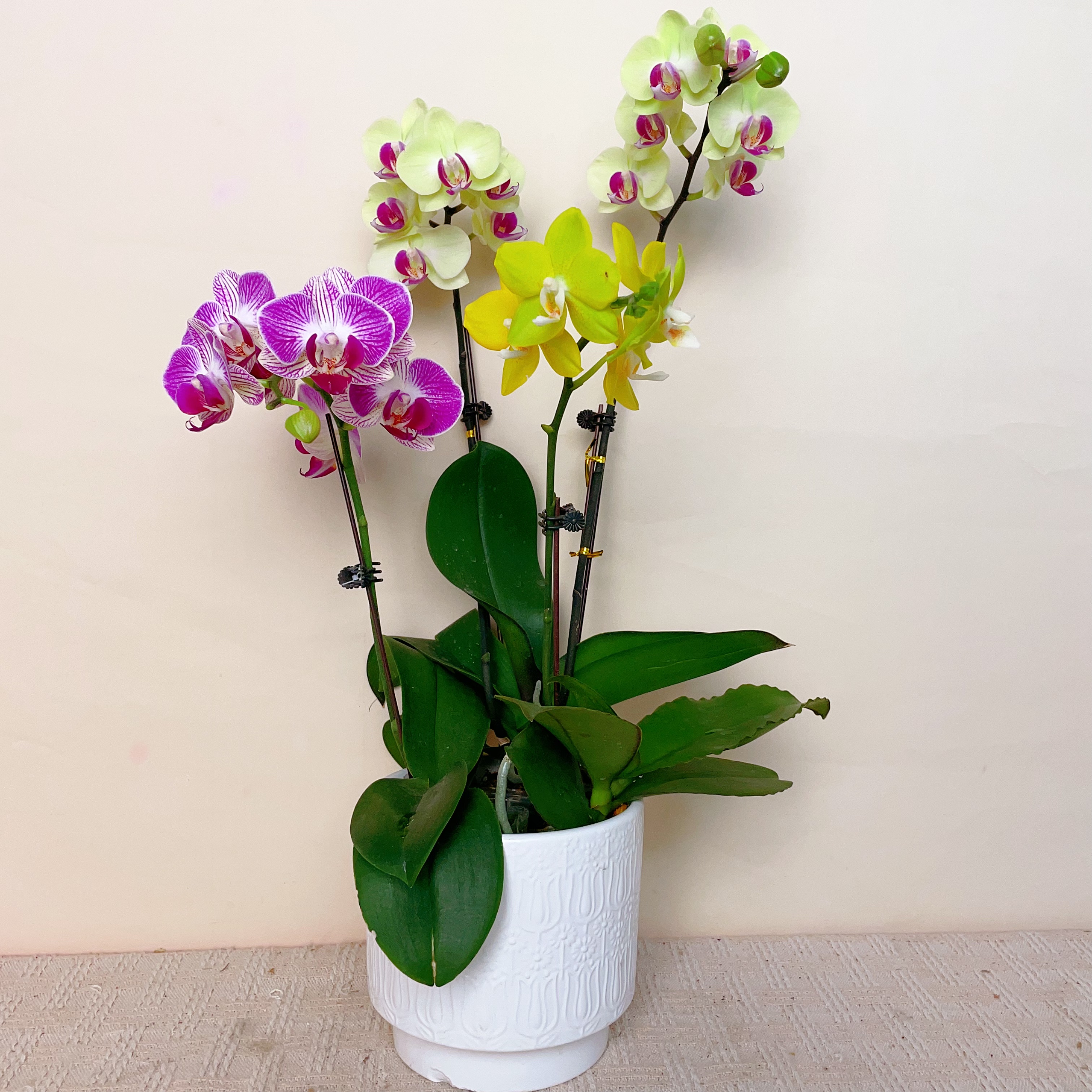 一木优选【三生三世】蝴蝶兰轻奢绿植花卉艺术高级盆栽植株好养  